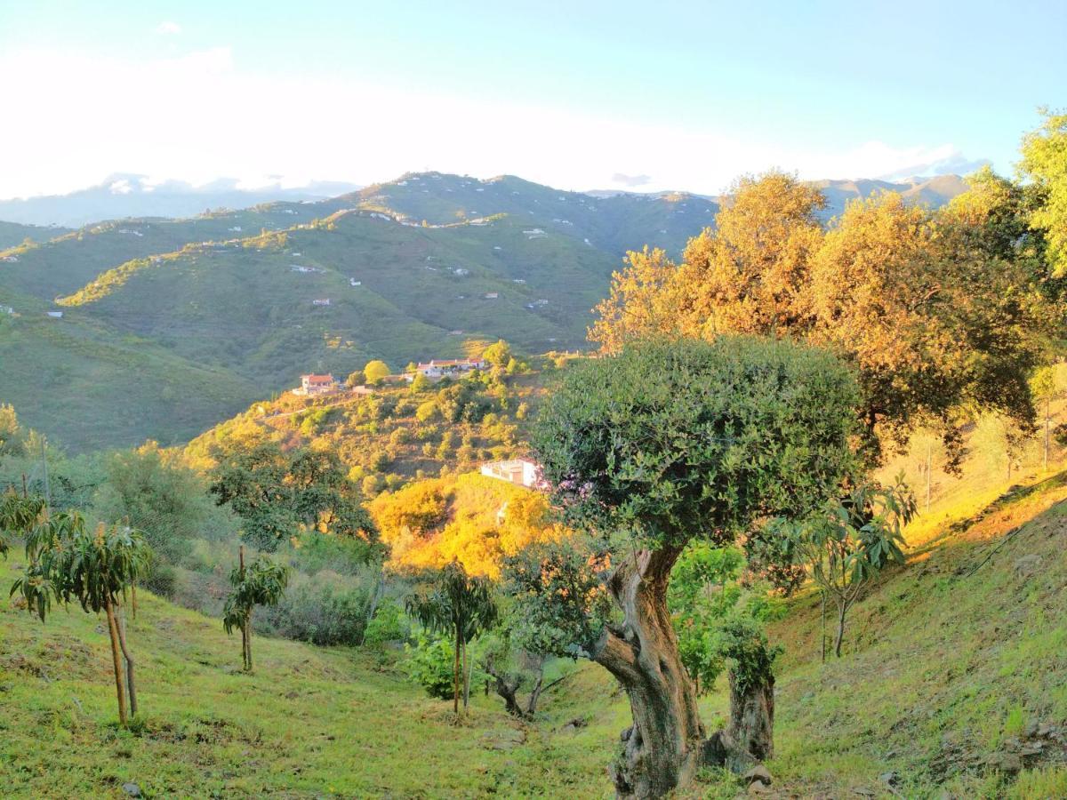 Villa Las Encinas Costa Del Sol Torrox Eksteriør billede